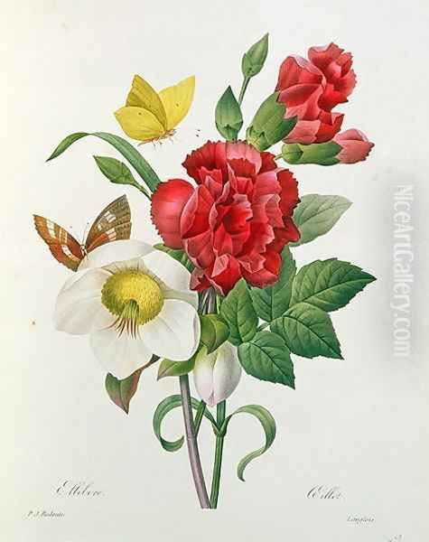 Christmas Rose, Helleborus niger and Red Carnation with Butterflies, from Les Choix des Plus Belles Fleurs by Pierre Redoute 1759-1840 Oil Painting by Pierre-Joseph Redoute