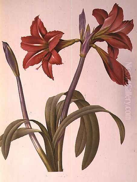 Amaryllis Brasiliensis, from Les Liliacees, 1816 Oil Painting by Pierre-Joseph Redoute