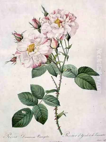 Rosa damascena variegata York and Lancaster rose, engraved by Bessin, from Les Roses, 1817-24 Oil Painting by Pierre-Joseph Redoute