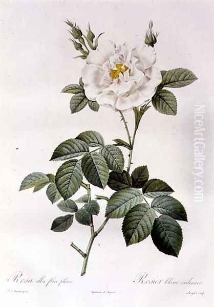 Rosa Alba flore pleno Oil Painting by Pierre-Joseph Redoute