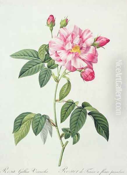 Rosa gallica versicolor French rose, engraved by Langlois, from Les Roses, 1817-24 Oil Painting by Pierre-Joseph Redoute