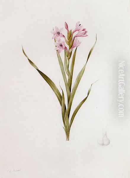 Gladiolus Laccatus Oil Painting by Pierre-Joseph Redoute