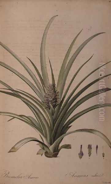 Bromelia Ananas, from Les Bromeliaceae Oil Painting by Pierre-Joseph Redoute