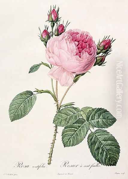 Rosa Centifolia, from Les Roses, engraved by Couten, published by Remond, 1817 Oil Painting by Pierre-Joseph Redoute