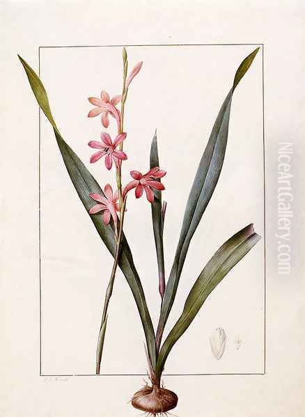 Gladiolus Merianus Oil Painting by Pierre-Joseph Redoute