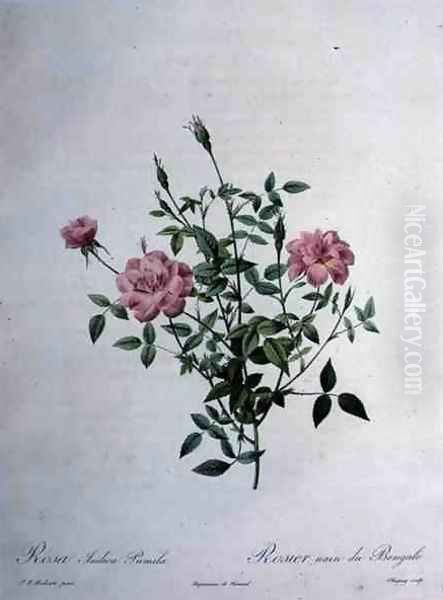 Rosa indica pumila dwarf Bengal rose, engraved by Chapuy, from Les Roses, 1817-24 Oil Painting by Pierre-Joseph Redoute