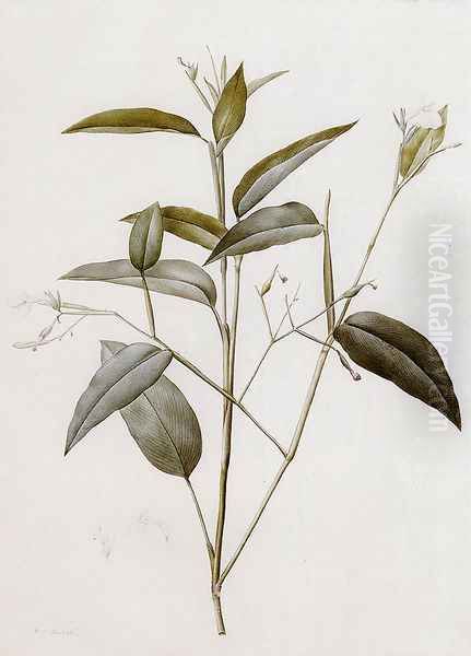 Maranta Arundinacea (or Arrowroot) Oil Painting by Pierre-Joseph Redoute