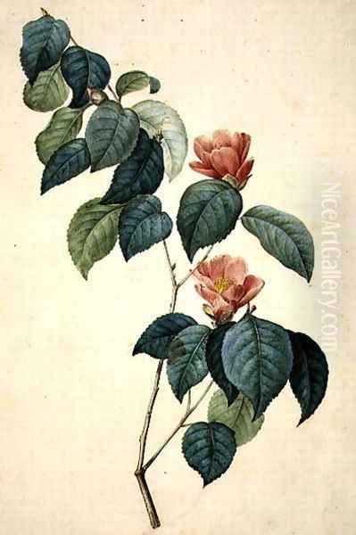 Camellia Japonica, 1793 Oil Painting by Pierre-Joseph Redoute