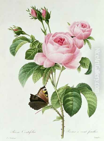 Rosa Centifolia Oil Painting by Pierre-Joseph Redoute