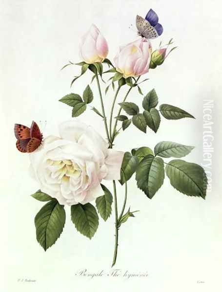 Rosa Bengale the Hymenes Oil Painting by Pierre-Joseph Redoute