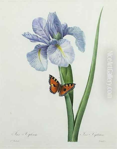 Iris xiphium, engraved by Langlois, from Choix des Plus Belles Fleurs, 1827 Oil Painting by Pierre-Joseph Redoute