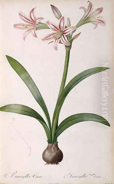 Amaryllis Vittata, from Les Liliacees Amaryllisees Oil Painting by Pierre-Joseph Redoute