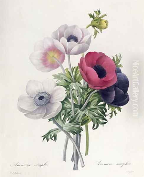 Anemone Simple, from Les Choix des Plus Belles Fleurs Oil Painting by Pierre-Joseph Redoute