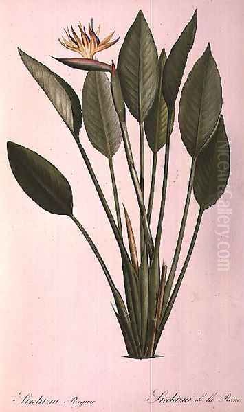 Strelitzia Reginae, from Les Strelitziaceae Oil Painting by Pierre-Joseph Redoute