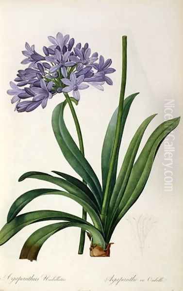 Agapanthus umbrellatus, from Les Liliacees Oil Painting by Pierre-Joseph Redoute