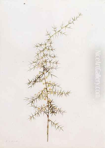 Asparagus Horridus by Pierre-Joseph Redoute