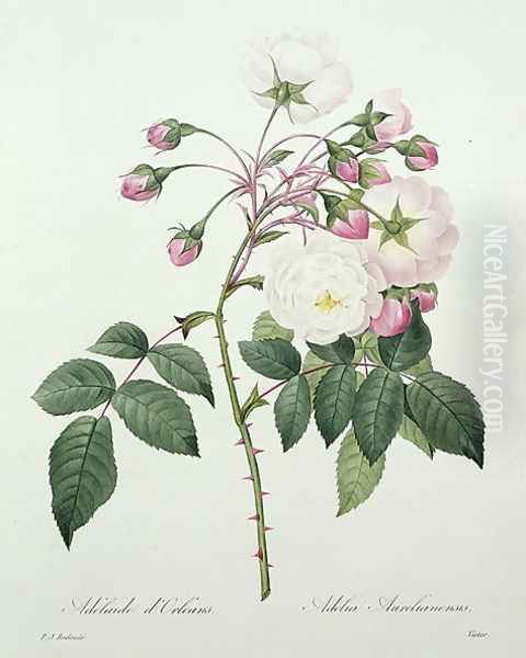 Adelia aurelianensis, engraved by Victor, from Choix des Plus Belles Fleurs, 1827 2 Oil Painting by Pierre-Joseph Redoute