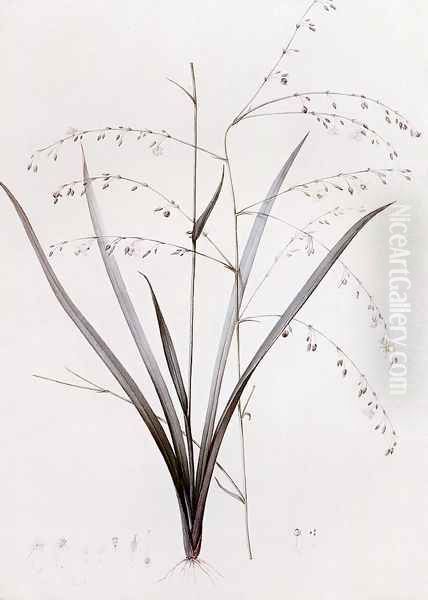 Anthericum Milleflorum Oil Painting by Pierre-Joseph Redoute