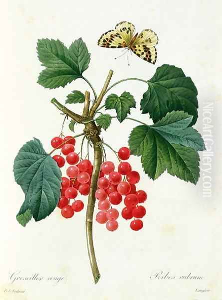 Currants Red, by Pierre Joseph Redoute 1759-1840 pub. by Langois Oil Painting by Pierre-Joseph Redoute