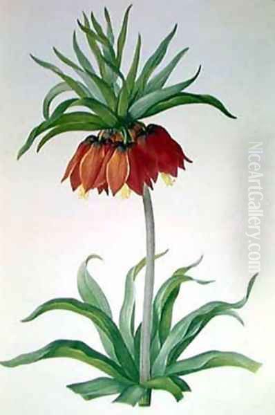 Crown Imperial I Oil Painting by Pierre-Joseph Redoute