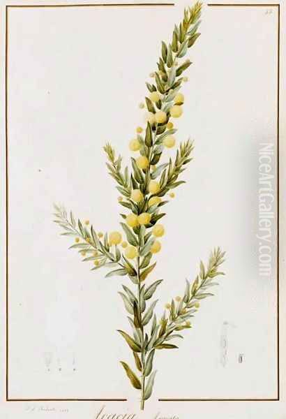 Acacia Armata Oil Painting by Pierre-Joseph Redoute