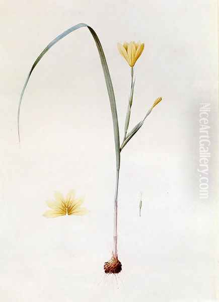 Sisyrinchium Collinum Oil Painting by Pierre-Joseph Redoute