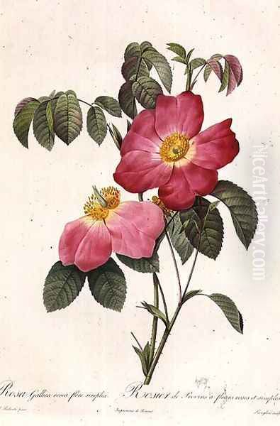 Rosa Gallica Rosea Flore Simplici Oil Painting by Pierre-Joseph Redoute