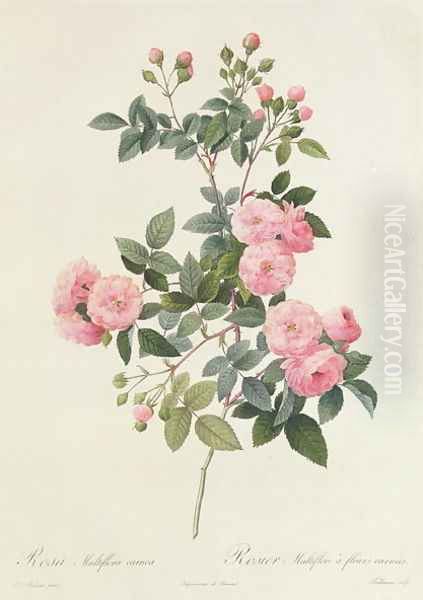 Rosa Multiflora Carnea Oil Painting by Pierre-Joseph Redoute