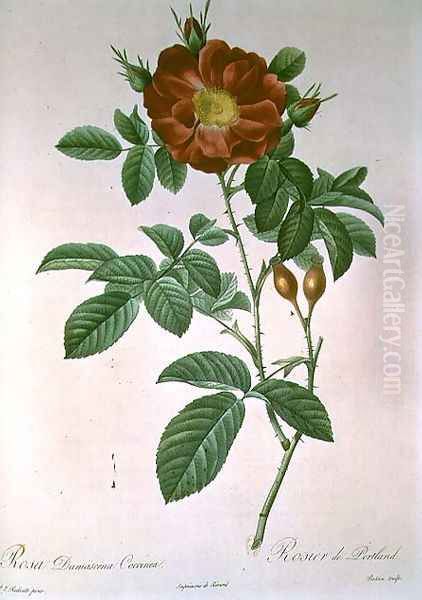 Portland Rose Oil Painting by Pierre-Joseph Redoute