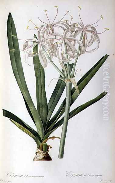 Crinum Americanum, from Les Liliacees Oil Painting by Pierre-Joseph Redoute