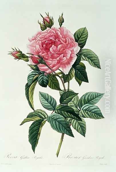 Rosa Gallica Regalis Oil Painting by Pierre-Joseph Redoute