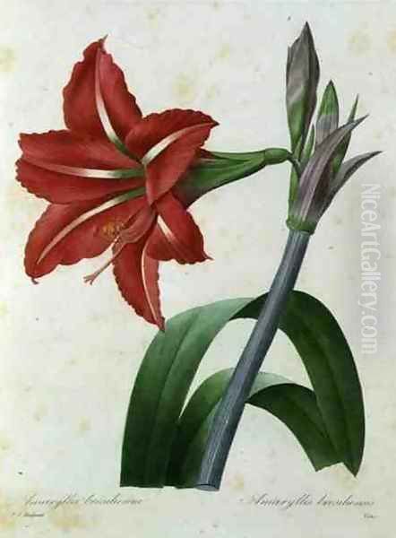 Amaryllis bresiliensis Brazilian amaryllis, engraved by Victor, from Choix des Plus Belles Fleur, c.1827-33 Oil Painting by Pierre-Joseph Redoute