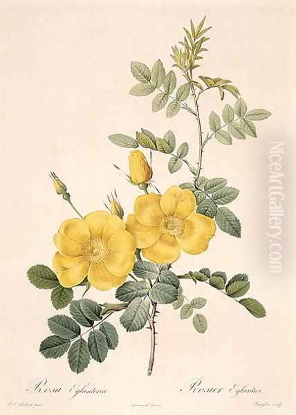 Rosa Eglanteria Oil Painting by Pierre-Joseph Redoute