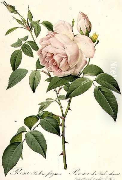 Rosa Indica Fragrans Oil Painting by Pierre-Joseph Redoute