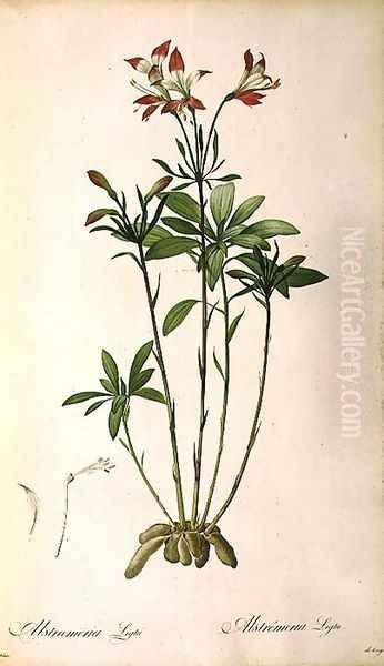 Alstraemeria Ligtu, from Les Liliacees Oil Painting by Pierre-Joseph Redoute