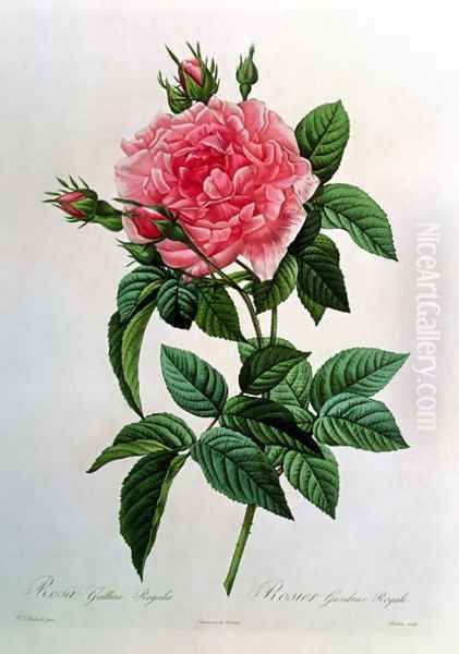 Rosa Gallica Regallis Oil Painting by Pierre-Joseph Redoute