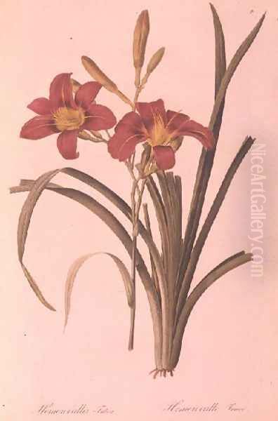 Hemerocallis fulva lily, from Les Liliacees, 1808-16 Oil Painting by Pierre-Joseph Redoute