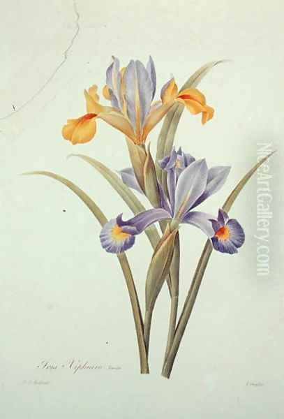 Iris Oil Painting by Pierre-Joseph Redoute