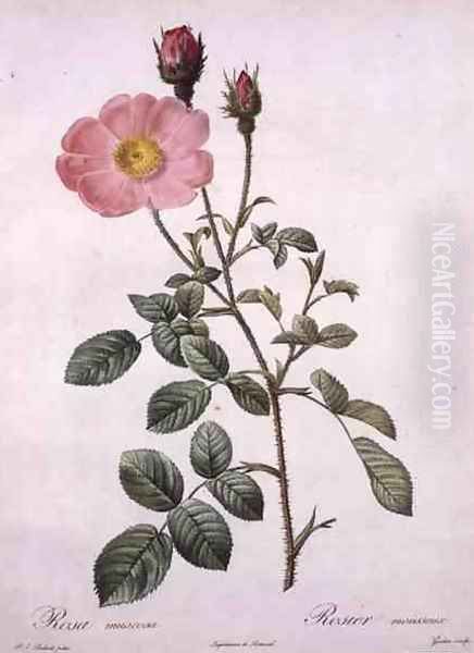 Rosa muscosa moss rose, engraved by Gouten, from Les Roses, 1817-24 Oil Painting by Pierre-Joseph Redoute