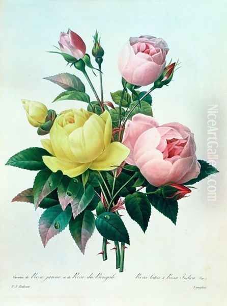 Rosa Lutea and Rosa Indica, from Les Choix des Plus Belles Fleurs, 1827 Oil Painting by Pierre-Joseph Redoute