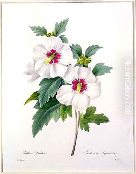 Hibiscus syriacus, engraved by Bessin, from Choix des Plus Belles Fleurs, 1827 Oil Painting by Pierre-Joseph Redoute