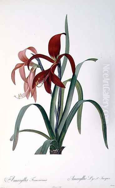 Amaryllis Formosissima, from Les Liliacees, 1808 Oil Painting by Pierre-Joseph Redoute