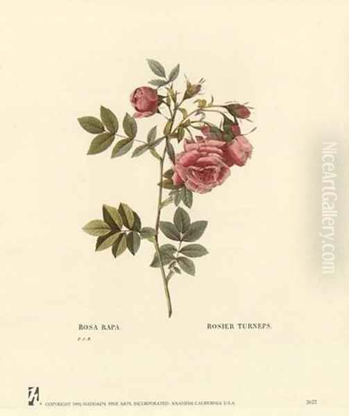 Roses Oil Painting by Pierre-Joseph Redoute