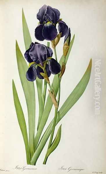 Iris Germanica, from Les Liliacees Oil Painting by Pierre-Joseph Redoute