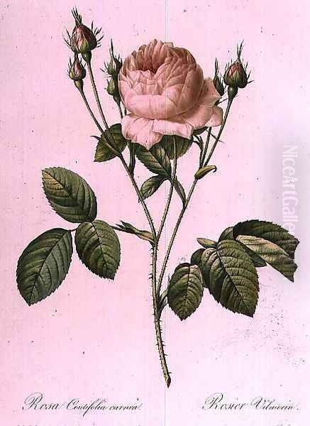 Rosa Centifolia Carnea Oil Painting by Pierre-Joseph Redoute