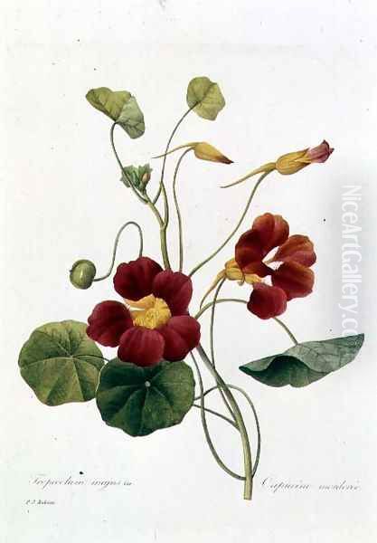 Nasturtium Oil Painting by Pierre-Joseph Redoute