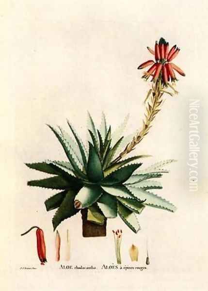 Aloe Rhodacantha Oil Painting by Pierre-Joseph Redoute