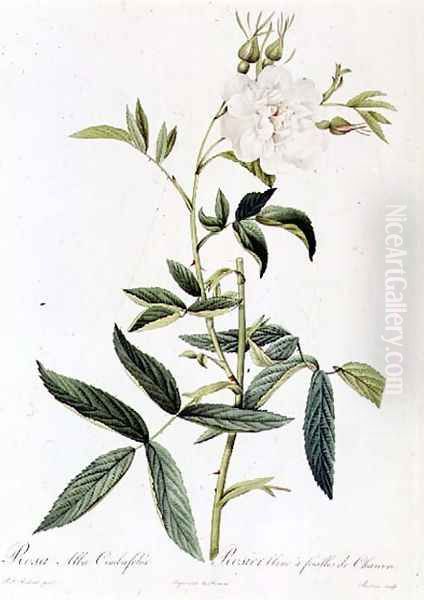 Rosa Alba Cimbaefolia Oil Painting by Pierre-Joseph Redoute