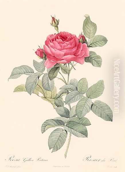 Rosa Gallica Pontiana Oil Painting by Pierre-Joseph Redoute