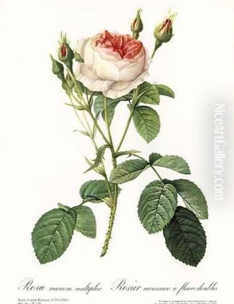 Rose, Muscosa Multiple Oil Painting by Pierre-Joseph Redoute